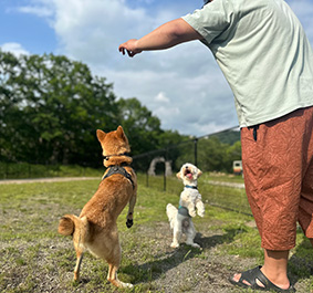 ドッグラン